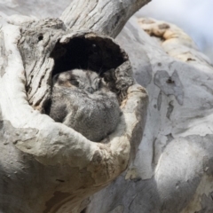 Aegotheles cristatus (Australian Owlet-nightjar) at Acton, ACT - 23 Sep 2017 by Alison Milton