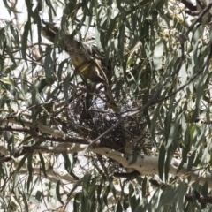 Anthochaera carunculata (Red Wattlebird) at Acton, ACT - 24 Sep 2017 by AlisonMilton