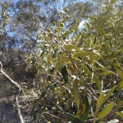 Olea europaea subsp. cuspidata (African Olive) at Majura, ACT - 24 Sep 2017 by WalterEgo