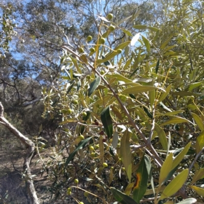 Olea europaea subsp. cuspidata (African Olive) at Mount Ainslie - 24 Sep 2017 by WalterEgo