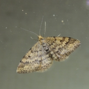 Scopula rubraria at Conder, ACT - 24 Sep 2017