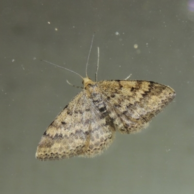 Scopula rubraria (Reddish Wave, Plantain Moth) at Pollinator-friendly garden Conder - 23 Sep 2017 by michaelb