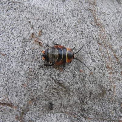 Ellipsidion australe (Austral Ellipsidion cockroach) at Waramanga, ACT - 13 Nov 2016 by ArcherCallaway