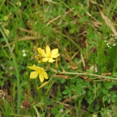 Bulbine bulbosa (Golden Lily) at Campbell Park Woodland - 12 Nov 2016 by RyuCallaway