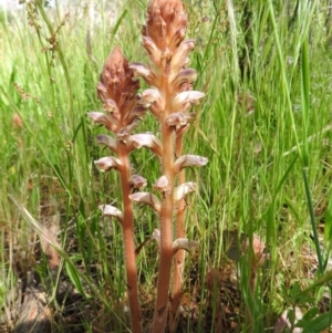 Orobanche minor at Majura, ACT - 13 Nov 2016