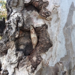 Chelepteryx collesi at Waramanga, ACT - 13 Nov 2016