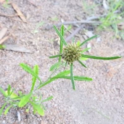 Euchiton sphaericus (star cudweed) at Fadden, ACT - 16 Nov 2016 by ArcherCallaway