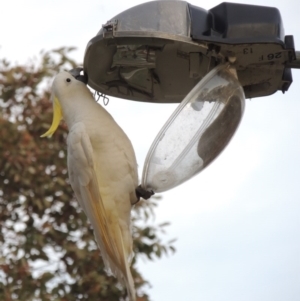 Cacatua galerita at Greenway, ACT - 22 Sep 2017