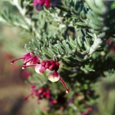 Grevillea lanigera (Woolly Grevillea) at Bonython, ACT - 25 Jul 2002 by MichaelBedingfield