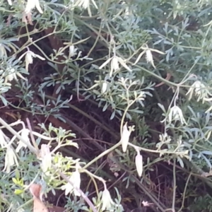 Clematis leptophylla at Hackett, ACT - 17 Sep 2017