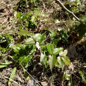 Berberis aquifolium at Majura, ACT - 24 Sep 2017 12:41 PM