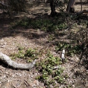 Berberis aquifolium at Majura, ACT - 24 Sep 2017