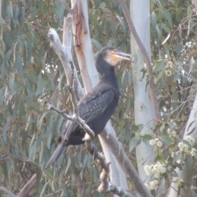 Phalacrocorax carbo (Great Cormorant) at Greenway, ACT - 22 Sep 2017 by MichaelBedingfield