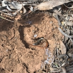 Ctenotus taeniolatus (Copper-tailed Skink) at Majura, ACT - 25 Sep 2017 by AaronClausen