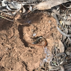 Ctenotus taeniolatus at Majura, ACT - 25 Sep 2017 12:00 PM