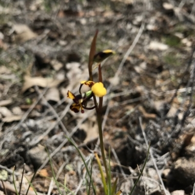 Diuris pardina (Leopard Doubletail) at Majura, ACT - 25 Sep 2017 by AaronClausen