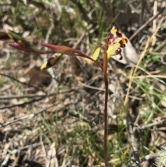 Diuris pardina at Majura, ACT - suppressed