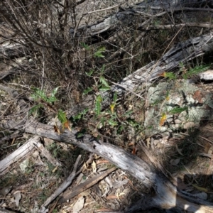 Solanum cinereum at Majura, ACT - 24 Sep 2017 12:18 PM