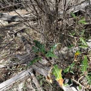 Solanum cinereum at Majura, ACT - 24 Sep 2017 12:18 PM