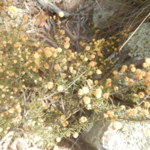 Acacia ulicifolia at Michelago, NSW - 25 Sep 2017 11:38 AM