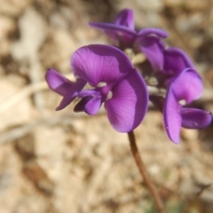 Swainsona sericea (Silky Swainson-Pea) at Gigerline Nature Reserve - 25 Sep 2017 by MichaelMulvaney