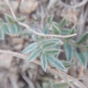 Swainsona sericea at Gigerline Nature Reserve - 25 Sep 2017