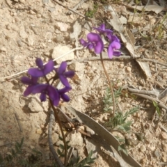 Swainsona sericea at Gigerline Nature Reserve - 25 Sep 2017