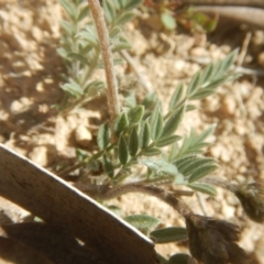 Swainsona sericea at Gigerline Nature Reserve - 25 Sep 2017