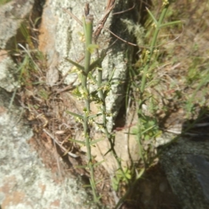 Discaria pubescens at Gigerline Nature Reserve - 25 Sep 2017 03:59 PM