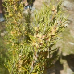 Bertya rosmarinifolia (Rosemary Bertya) at Gigerline Nature Reserve - 25 Sep 2017 by MichaelMulvaney