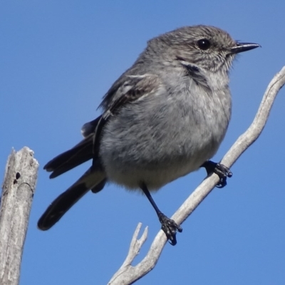 Melanodryas cucullata cucullata (Hooded Robin) at Gigerline Nature Reserve - 25 Sep 2017 by roymcd