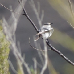 Melanodryas cucullata at Gigerline Nature Reserve - 25 Sep 2017