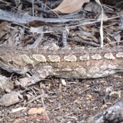 Amphibolurus muricatus (Jacky Lizard) at Michelago, NSW - 25 Sep 2017 by roymcd