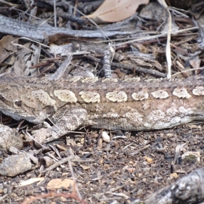 Amphibolurus muricatus (Jacky Lizard) at Michelago, NSW - 25 Sep 2017 by roymcd