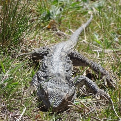 Pogona barbata (Eastern Bearded Dragon) at Michelago, NSW - 25 Sep 2017 by roymcd