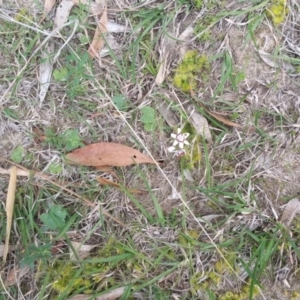 Wurmbea dioica subsp. dioica at Coree, ACT - 25 Sep 2017