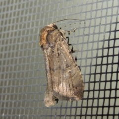 Noctuidae (family) (A cutworm or owlet moth) at Conder, ACT - 23 Sep 2017 by michaelb