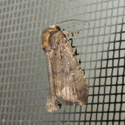 Noctuidae (family) (A cutworm or owlet moth) at Conder, ACT - 23 Sep 2017 by michaelb