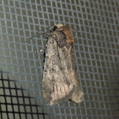 Noctuidae (family) at Conder, ACT - 24 Sep 2017 12:52 AM