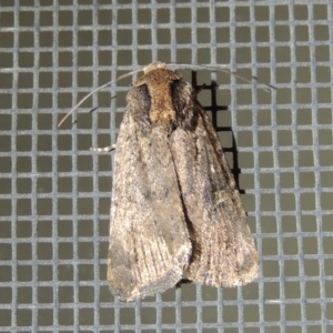 Noctuidae (family) at Conder, ACT - 24 Sep 2017 12:52 AM