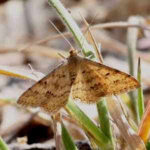 Scopula rubraria at Fyshwick, ACT - 23 Sep 2017