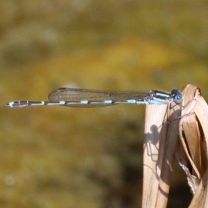 Austrolestes leda at Fyshwick, ACT - 23 Sep 2017 11:28 AM