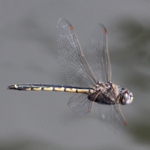 Hemicordulia tau at Fyshwick, ACT - 23 Sep 2017