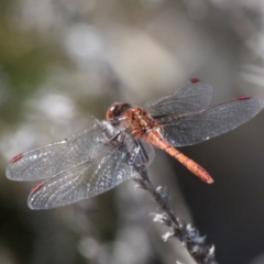 Diplacodes bipunctata (Wandering Percher) at Fyshwick, ACT - 23 Sep 2017 by HarveyPerkins