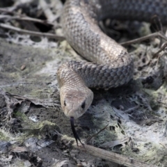Pseudonaja textilis (Eastern Brown Snake) at Jerrabomberra Wetlands - 23 Sep 2017 by HarveyPerkins