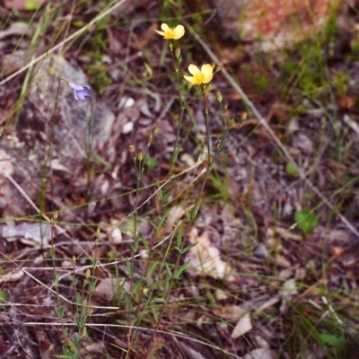 Hypericum gramineum (Small St Johns Wort) at Conder, ACT - 26 Nov 1999 by michaelb