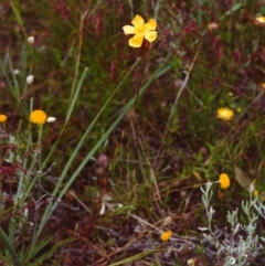 Hypericum gramineum (Small St Johns Wort) at Tuggeranong Hill - 21 Nov 2000 by michaelb