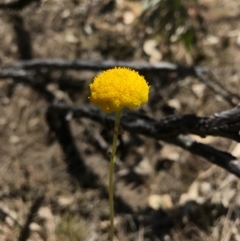 Craspedia variabilis (Common Billy Buttons) - 1 Jan 1900 by AaronClausen