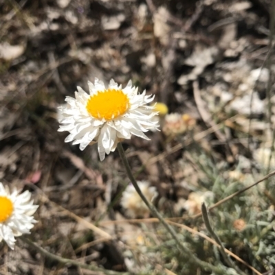 Leucochrysum albicans subsp. tricolor (Hoary Sunray) at Majura, ACT - 25 Sep 2017 by AaronClausen