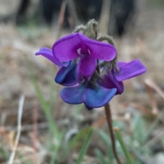 Swainsona sericea (Silky Swainson-Pea) at Jerrabomberra, NSW - 30 Sep 2017 by Wandiyali